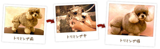 トリミング前→トリミング中→トリミング後
